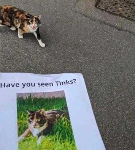 Photo of someone holding up a poster for a missing calico cat, with an identical kitty (markings and all) meows on the ground in front of them.

"Have you seen Tinks?"