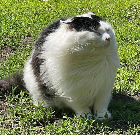 Photo by Kaydeeseeds of their VERY fluffy black & white cat, Luna, enjoying the wind while she sits in the grass.

Assume a spherical cat...