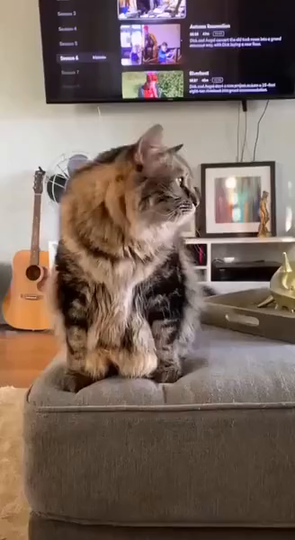 Video of a fluffy cat sitting next to the edge of a couch. The kitty decided to get comfy, so it stretches its back paw feet (peets) off the sofa and between its front paws in a ridiculous manner (like its a people)