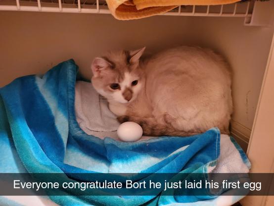 Photo of a cat loafing in a closet on top of some towels with an egg placed next to the kitty. Caption is:

Everyone congratulate Bort
he just laid his first egg