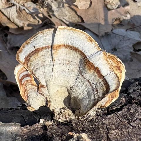 shelf mushroom shaped like a fan with orange stripes