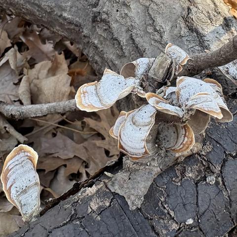 thin shelf mushrooms piled up like flower petals