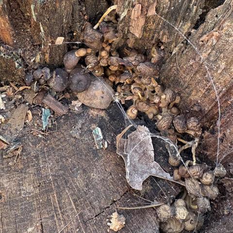 a colony of tiny mushrooms inside a log - most of these are smaller than a thumbnail