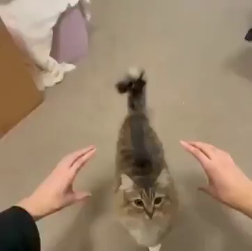 Cat meme video compilation of cat meme to the tune of Capital Cities - Safe and Sound

I could lift you up
I could show you what you wanna see
And take you where you wanna be
You could be my luck
Even if the sky is falling down
I know that I'll be safe and sound

Each line of lyrics shows cats doing dancing and/or doing things Related to the verse, and then for the horn part it shows a cat sniffing a horn that makes the kitty look like it's playing it.