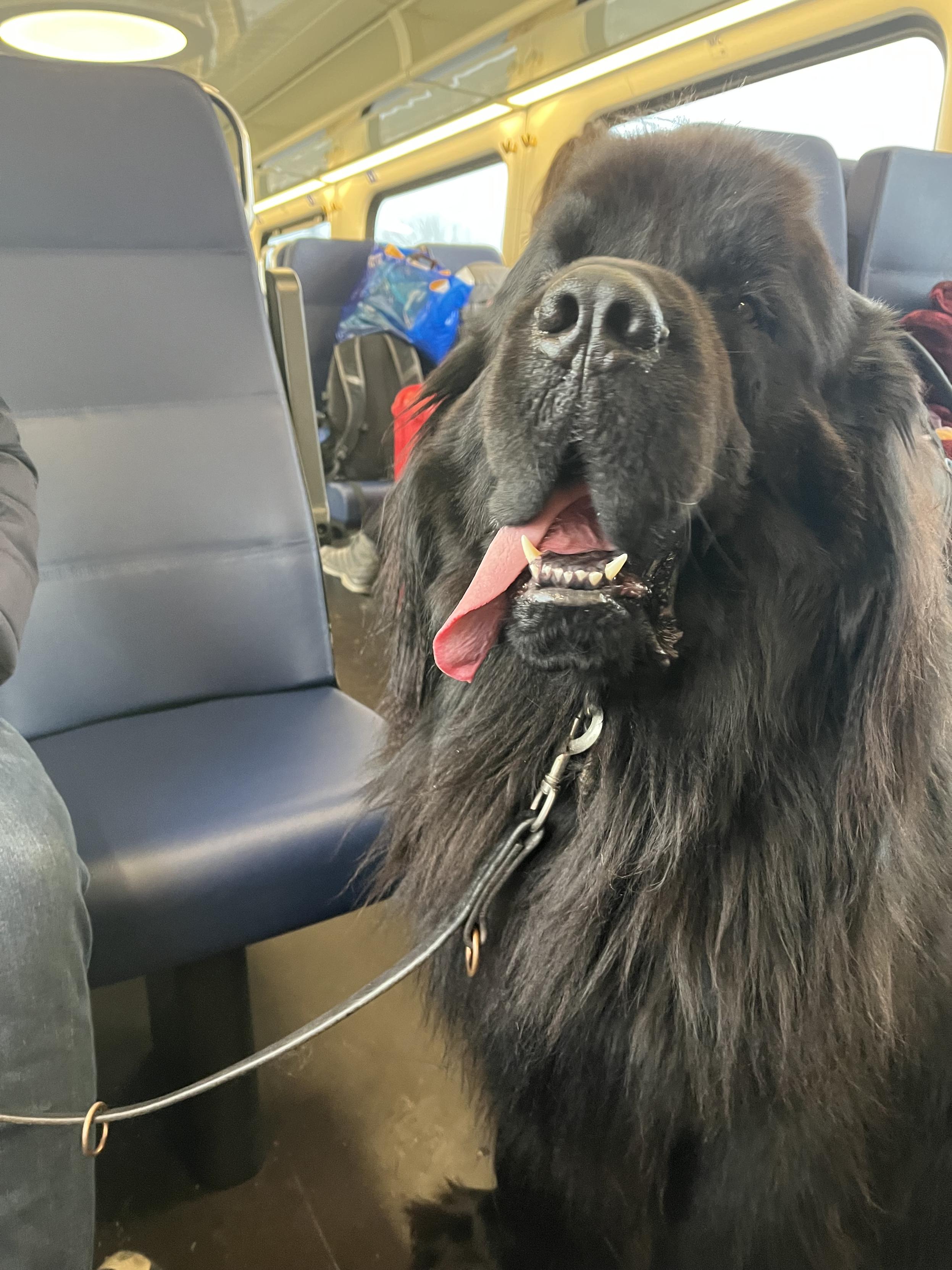 Odin the Newfie making the most of his four euro dog ticket and taking up a seat on the train
