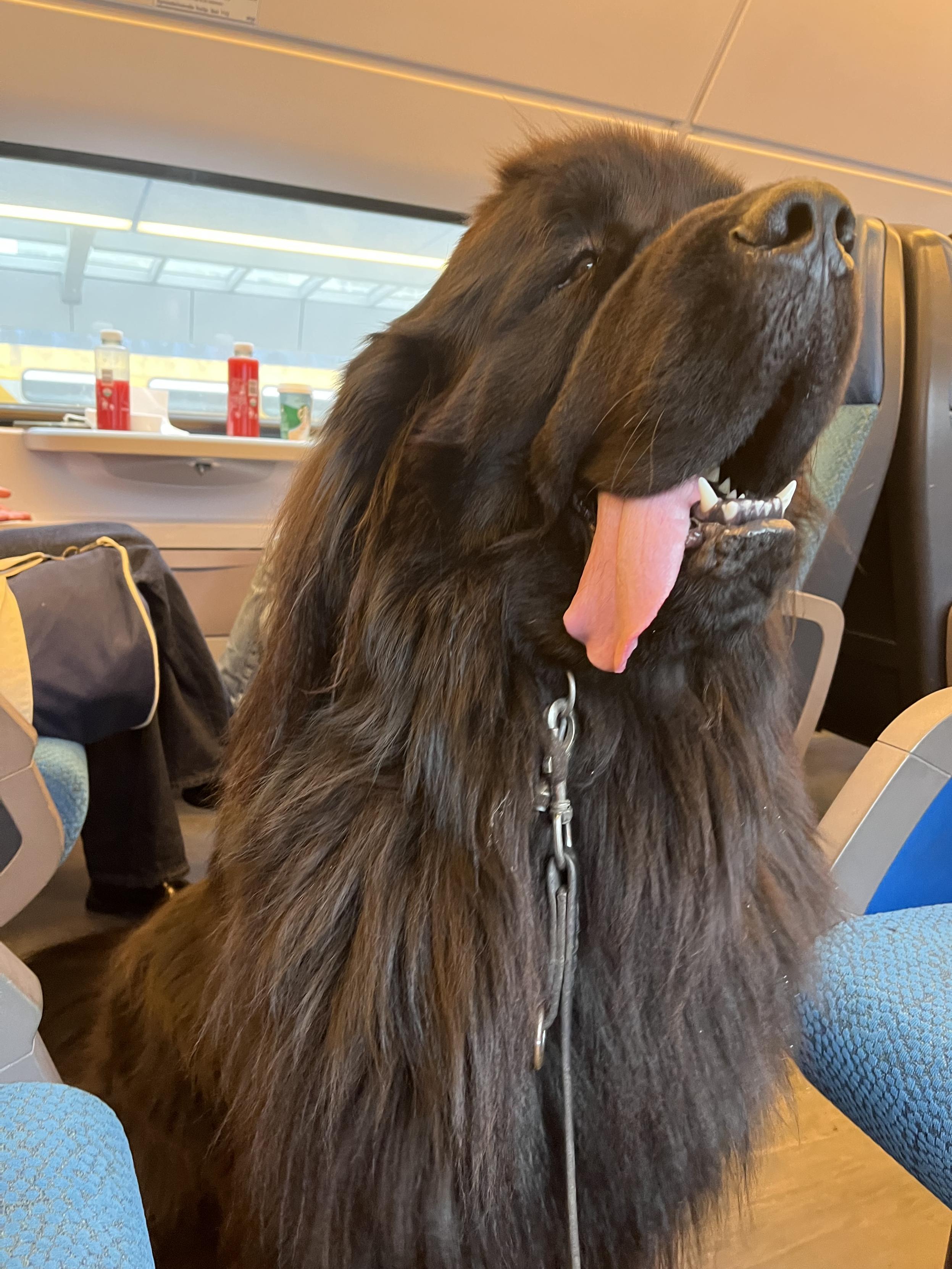 Odin getting some epic side tongue in as he looks out the train window