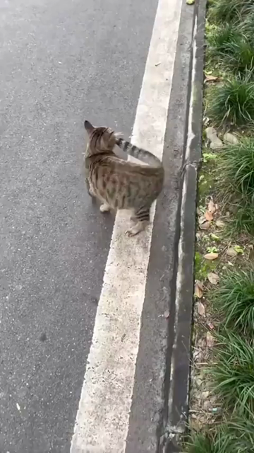 Video of a tabby cat that's caught its own tail and is slowly moving in a circle clockwise, like in the OIIA Spinning Cat memes.