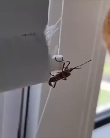 Video of an orange cat seeing a stink bug by a window and then deciding to sniff it. Sniffing the little sticker causes the kitty to gag and recoil, but their curiosity does not subside. They carefully lift their paw to touch it, flinch even before that reach, then decide to not touchy the buggy. In the end, they just stare at it and wonder.