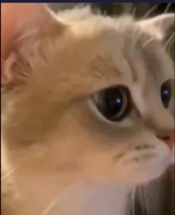 Looping video of a cat meowing with a whole bunch of reverb. More meow for your meow! Meow meow meow!