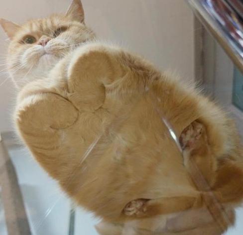Photo from underneath a glass table of a fluffy cat with all paws and tail tucked in what scientists (cat fans) call THE LOAF. The front paws curve back toward the fluff core (belly) while the back ones make a 'V' shape.