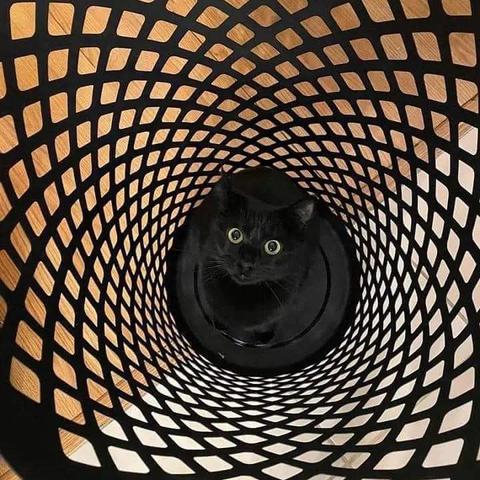 Put it with a black cat sitting in a wire basket while looking straight up, making the kitty look like it is bending spacetime.
