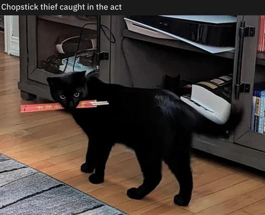 Chopstick thief caught in the act

Photo of a black cat walking away from the camera while looking back and holding chopsticks in its mouth.