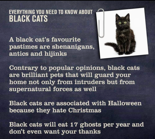 EVERYTHING YOU NEED TO KNOW ABOUT BLACK CATS 

A black cat's favourite pastimes are shenanigans, antics and hijinks 

Contrary to popular opinions, black cats are brilliant pets that will guard your home not only from intruders but from supernatural forces as well 

Black cats are associated with Halloween because they hate Christmas 

Black cats will eat 17 ghosts per year and don’t even want your thanks

[Photo of a cute black cat pinned to the "fact sheet" with a paper clip, dossier style]