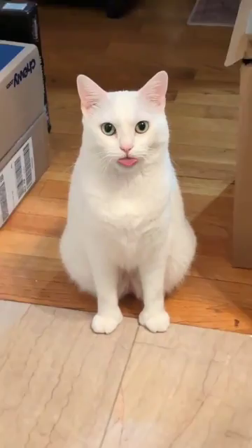 Video of someone filming their white cat, Will, sitting while their tongue hangs out and wiggles. The human filming, is cracking up at their (probably) medicated kitty, and pets their nose to reset their blep-ification.