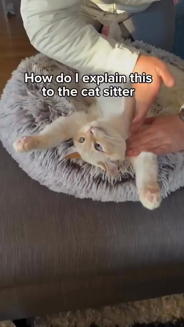 Caption: How do I explain this to the cat sitter

Video by mochiandchedder showing their white & tan cat, Mochi, laying on, its back, paws stretched forward, while their human gives them a karate chop style massage and stretch on the kitty's chest & arms. Top tier kitty servant right there.