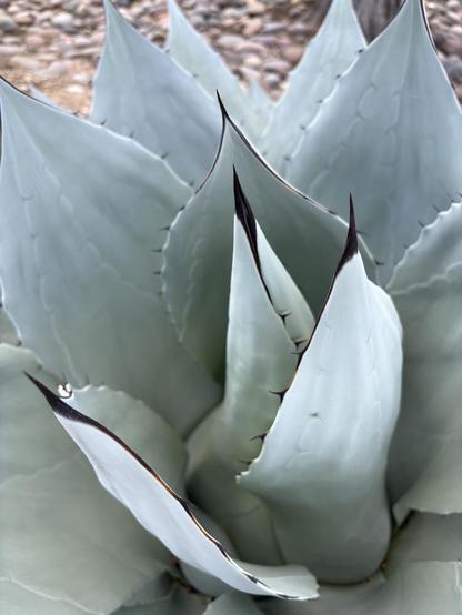 closeup of agave plant