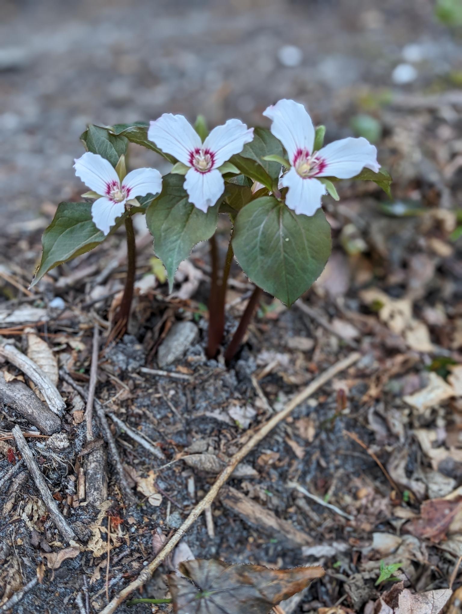 a trio of scarlet-hearted Painted Trilliums along the edge of the Mountains-to-Sea Trail in Linville Gorge - Pisgah National Forest, Morganton, NC