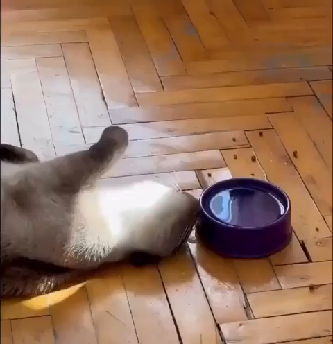 Video of a blue point Thai cat laying on its back in a sunny spot while attempting to drink upside down from its water bowl nearby. Silly kitty