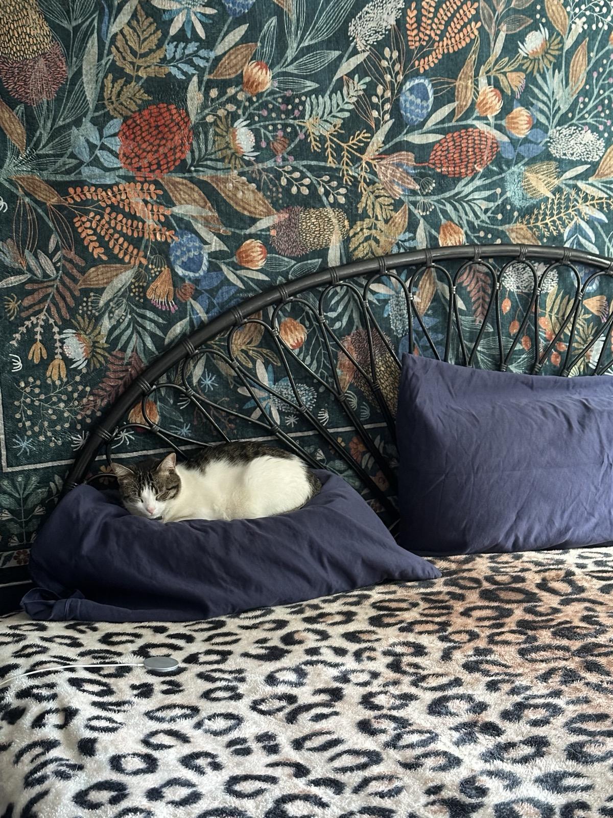 Linus the cat sitting on a freshly made bed. 