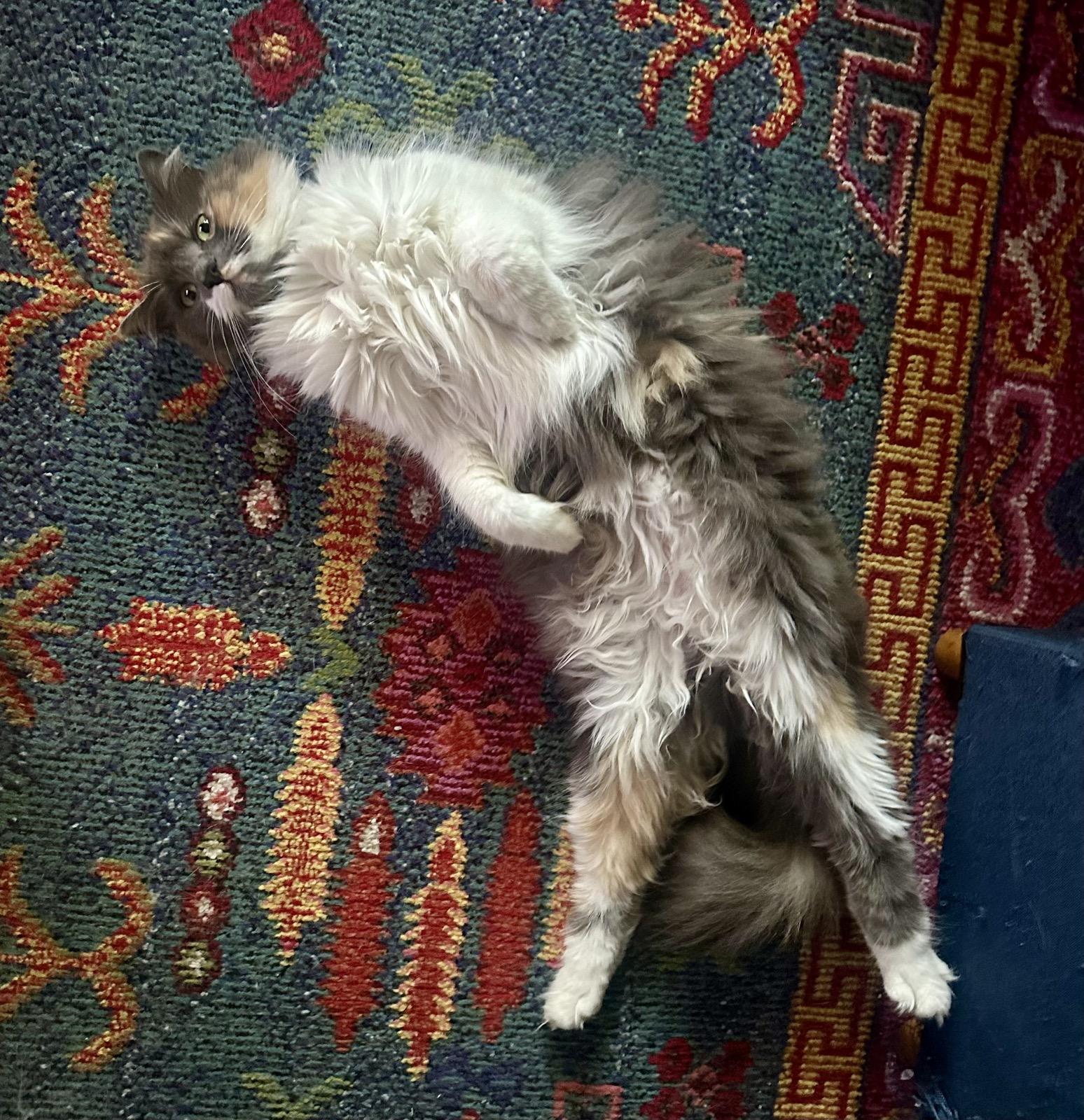 Polly the cat laying over her back. 