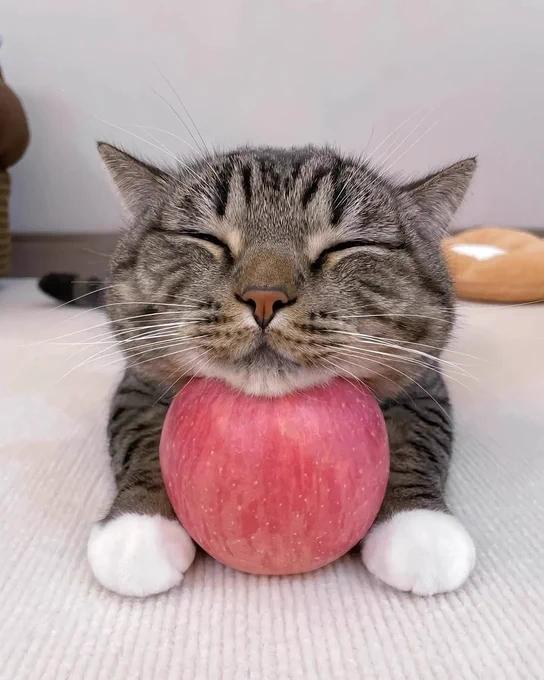 Photo of a tabby cat with round white paws sleeping on an apple. It almost looks like it's smiling.