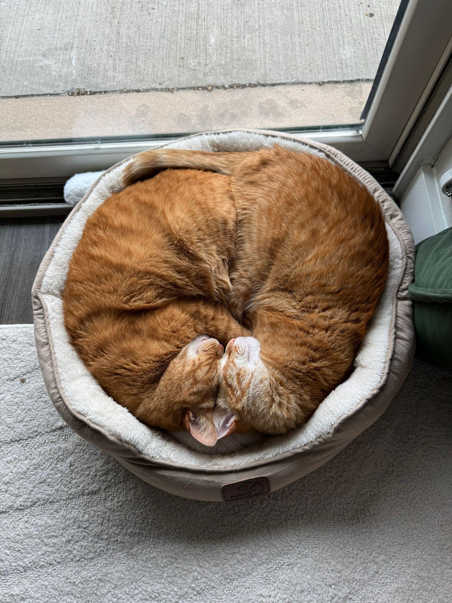 Two orange cats laying in the same cat bed while their heads meet and dream of meat