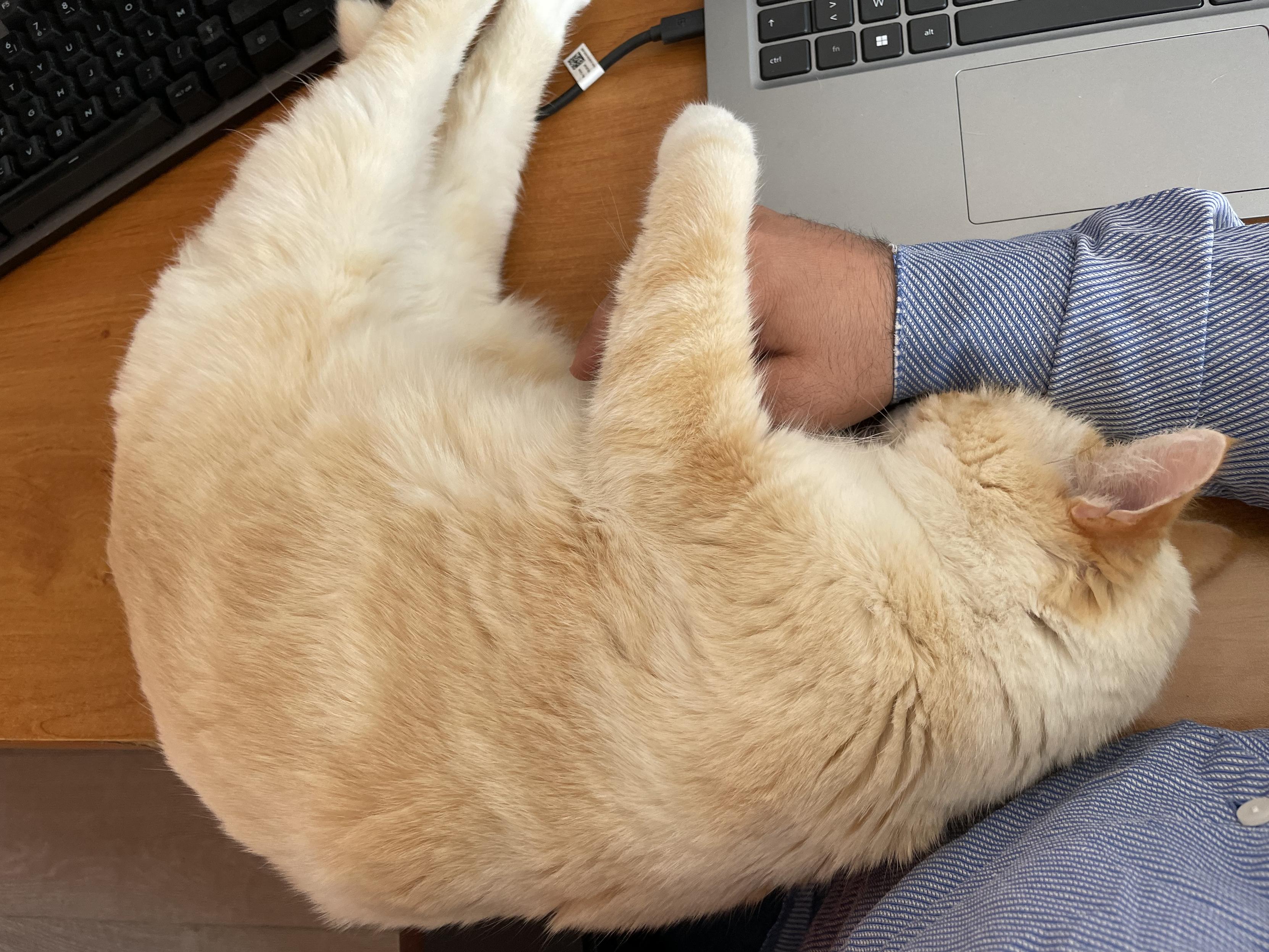 Photo of my cat hard at work; she’s napping around my hand, on top of my desk next to the laptop