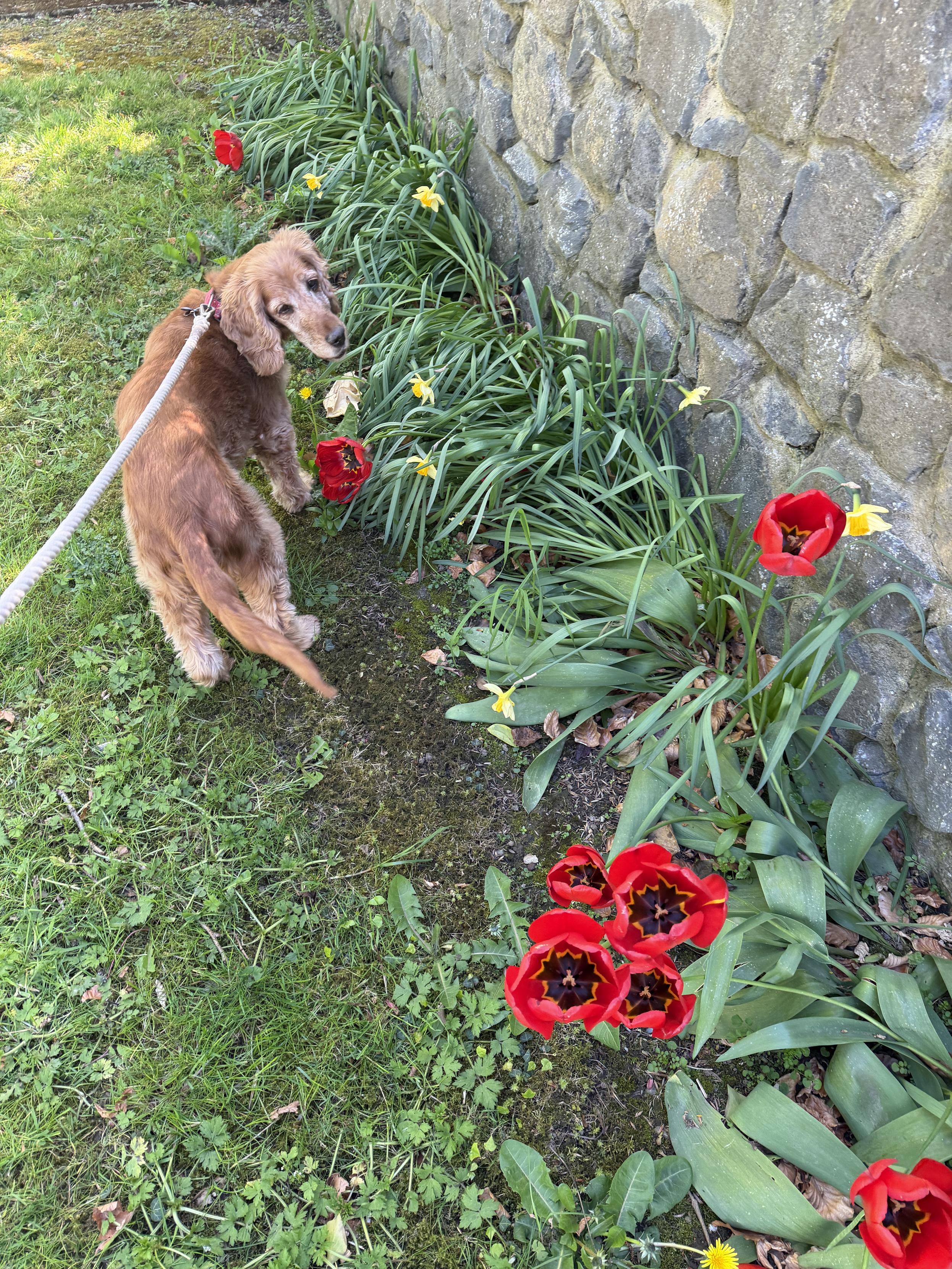 outside with moron dog and flowers