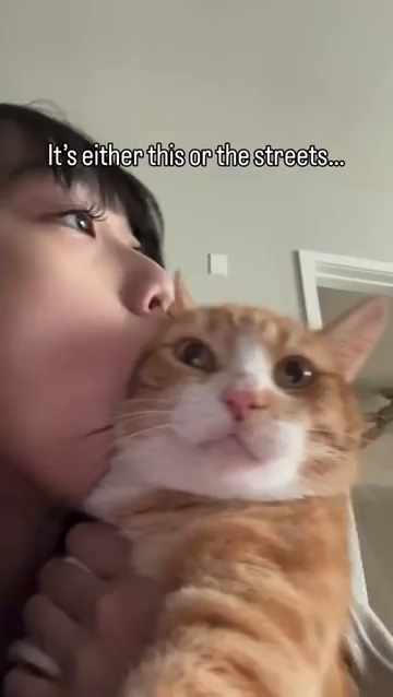 Video of someone monching and running their face on their orange and white cat is just sitting there, calmly staring something off screen. The demeanor of the cat shows that this is probably a daily occurrence. Caption at the top is:

It's either this or the streets...