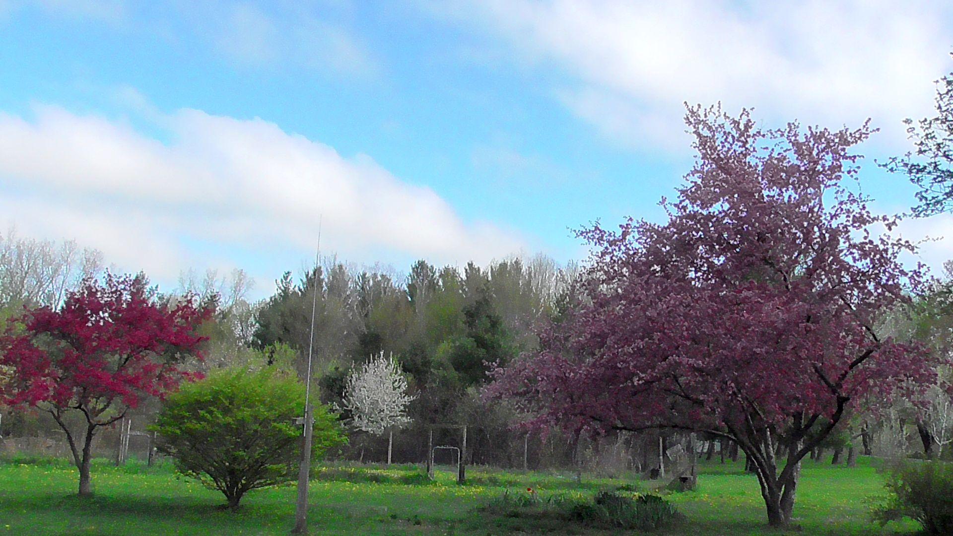 A large pinkish Crabapple on the right, smaller red on the left and a medium sized white farther back in the middle. Blue sky with a few clouds overhead.