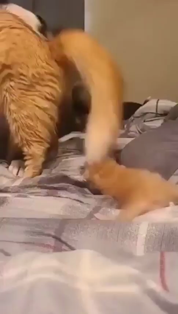An absolutely, ridiculously cute video showing a fluffy orange cat getting comfortable next to doggy (pitt mix?) laying down on a bed with her very young kitty nearby. The momma cat uses the dog as a pillow an reaches out to the kitten, as if introducing them. Cuteness overload!