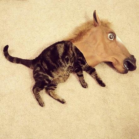 Photo of a cat laying down with its head inside of a horse mask.