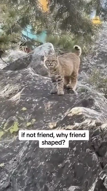 Video of bobcat looking at the camera with interest while on top of a rock. "Ooo, feisty little kitty", I say, before getting mauled by the cute lynx.

Caption for the clip is:
if not friend, why friend shaped?