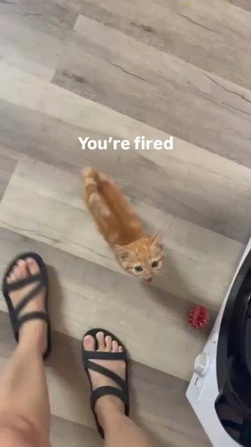 Video of someone filming their steps as they walk towards a fridge while a very vocal orange kitten meows hungrily at them.

You're fired
I got tiny legs
& I walk faster that you
Hurry
Do you hear me??
Feed me right meow
You peasant
You'll hear from my pawtorney