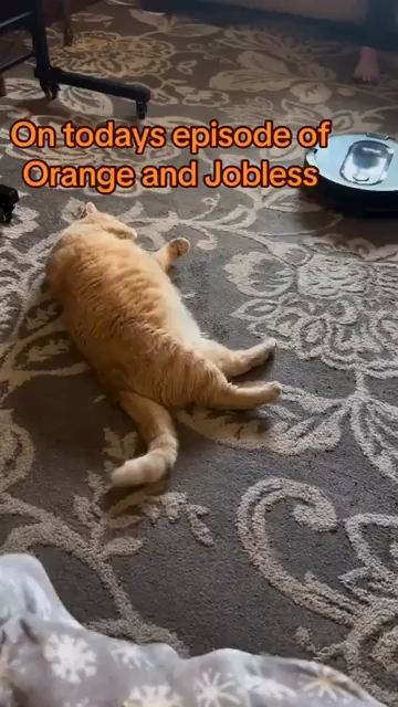 On today's episode of Orange and Jobless

Video by yvetteblake_rn shows an orange cat laying on its back on the floor while a robotic vacuum tries to clean on and around them. The kitty meows in protest when the robot keeps bumping into them, but refuses to move from its comfy spot. Fight the system, kitty!