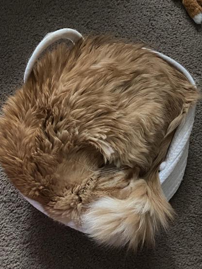 Photo of a fluffy orange cat laying inside of a white basket. The kitty is all curled up with its tufts of fur sticking out. The only body parts you can really make out are some of its sleeping face and the tip of its tail. Everything else is just fluffy fur.