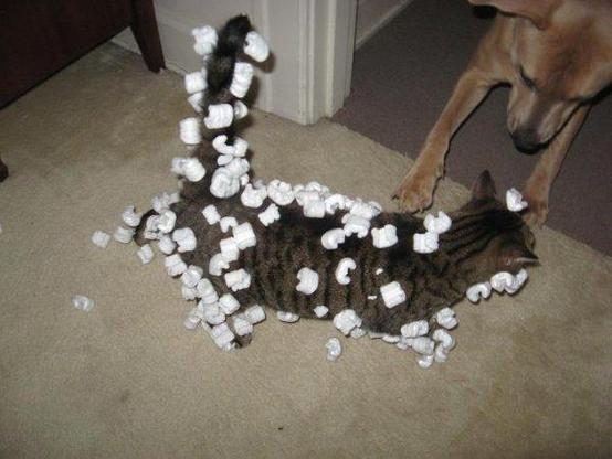 Old flash photo of a cat, covered in styrofoam peanuts, trying to shake them off but failing to because of all the static electricity on its fur. A dog nearby watches in amusement.