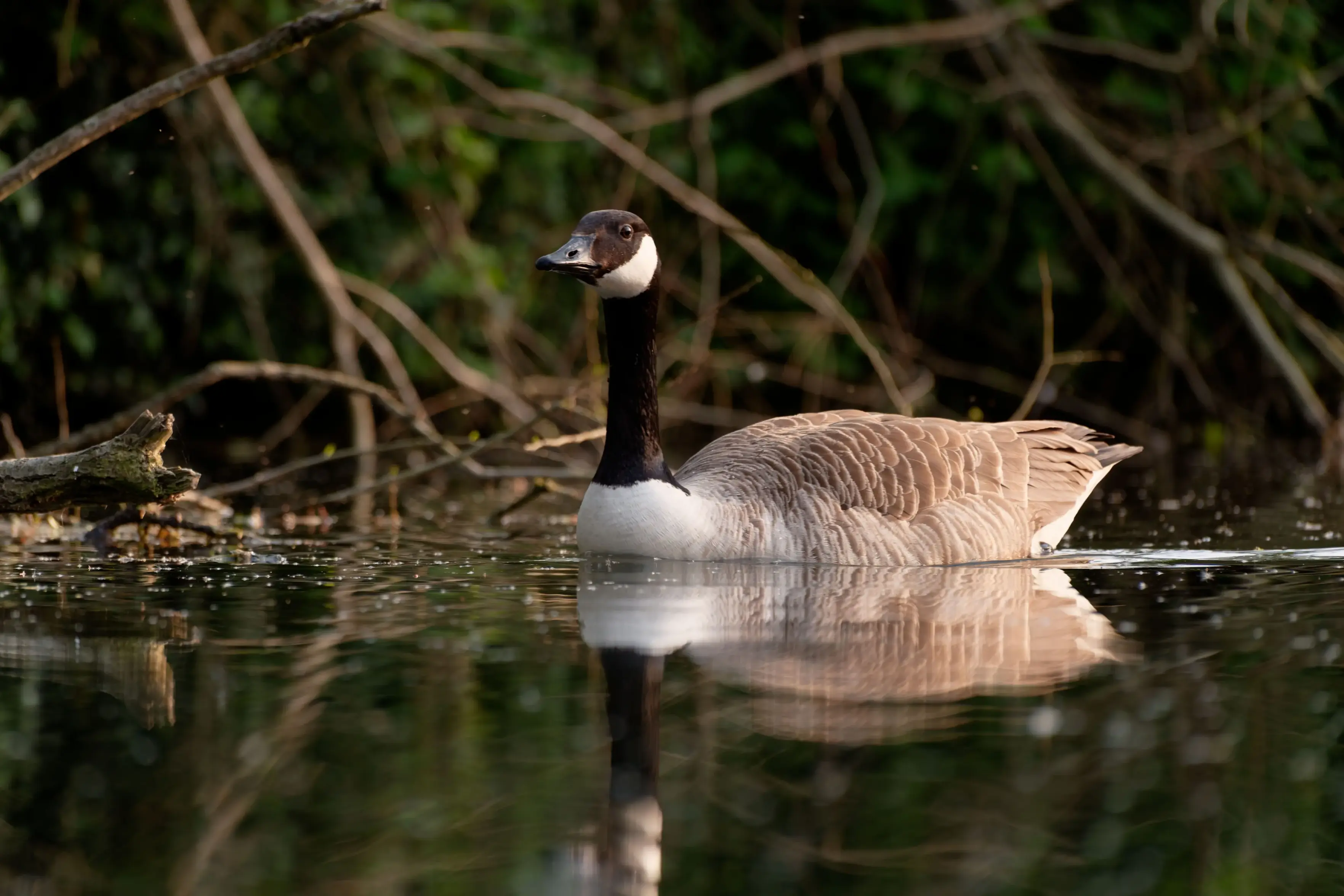 Low to water photo of a goos slowly moving through still water with head held high.
Branches and leaves in the background.