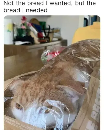 Photo showing an orange and white cat that's crawled inside a baguette bag. Caption at the top is:

Not the bread I wanted, but the bread I needed.