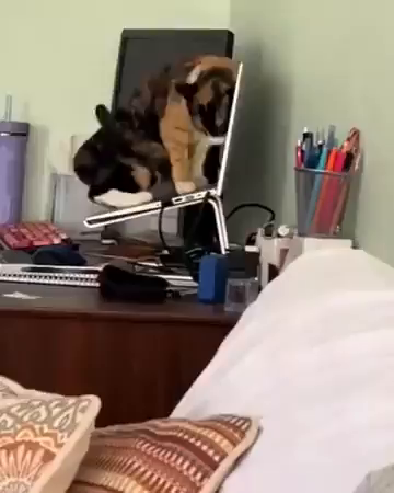 Video of a calico cat trying to lay down on the top of a laptop keyboard and failing because the laptop stand is slanted. Eventually the cat tries to smack stuff underneath it for revenge.