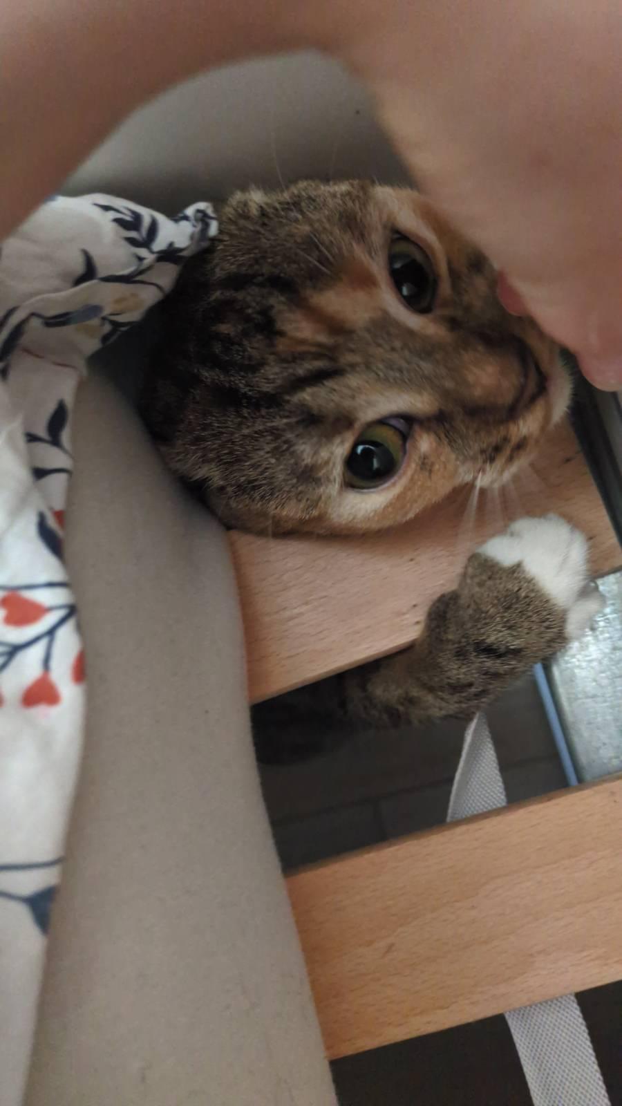 a tabby cat trying to fit thru the slats in my bed