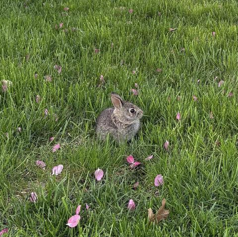 baby bunny among scattered crabapple blossoms
