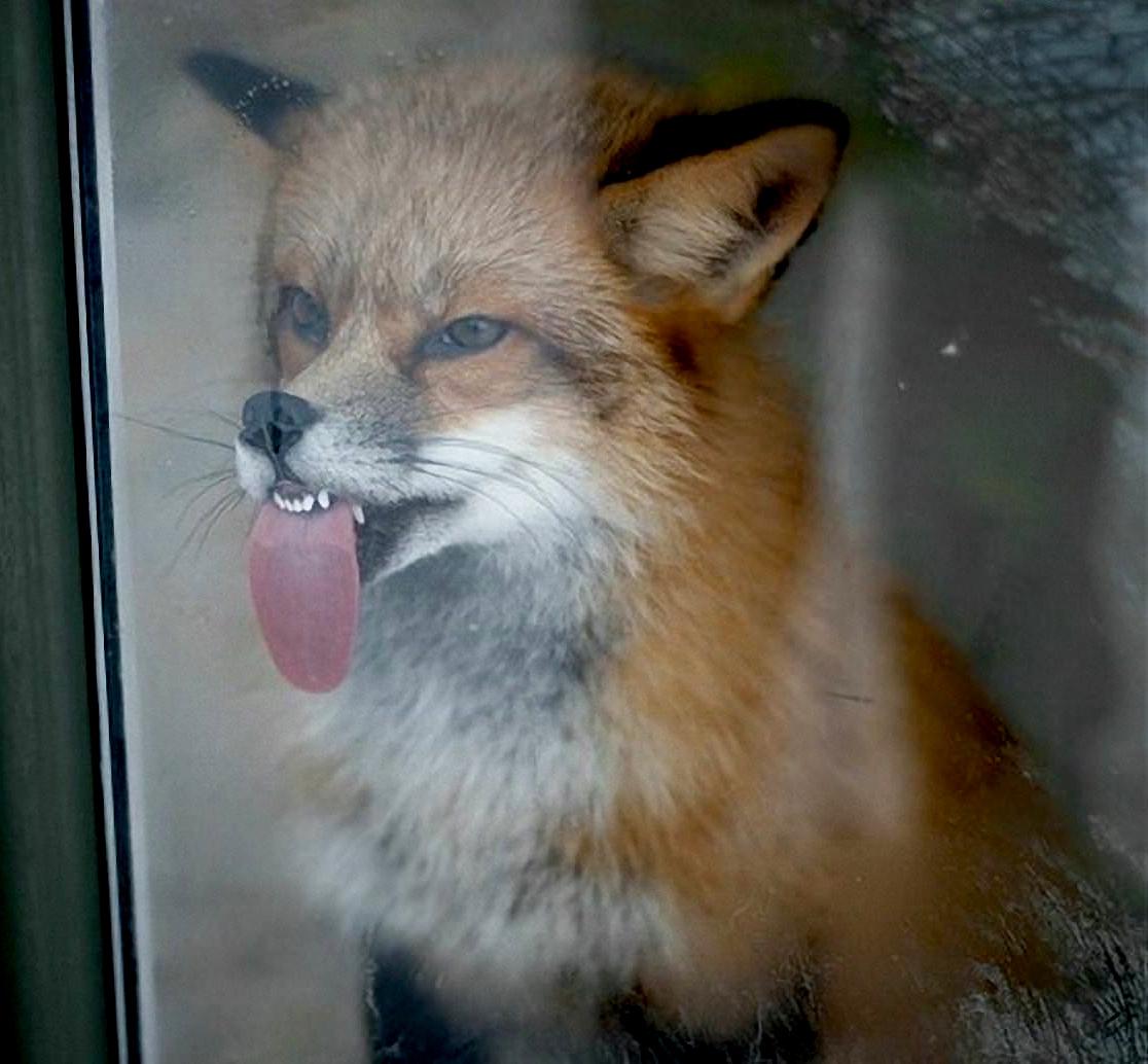 fox licking a window