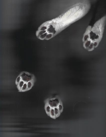 Flatbed scan of a cat sitting on top of a document scanner that only shows the front paws and back legs.