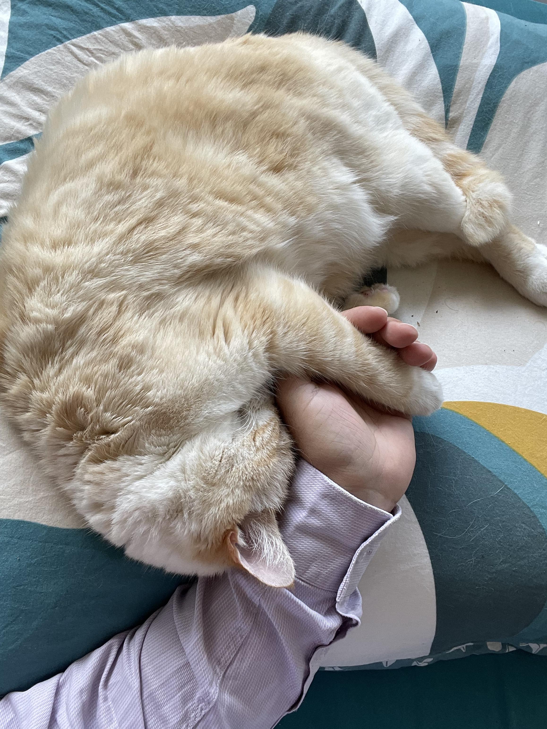 Photo of my cat sleeping on her side, her paw in my hand