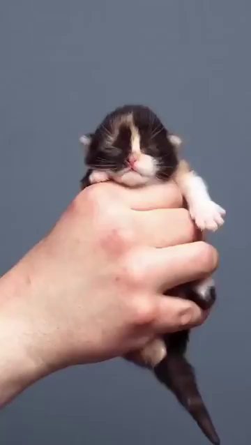 Time lapse video of growth progess photos of a calico cat from tiny kitten being held all the way until fully grown with airplane ears. All the pictures are lined up with the eyes of the cute kitty as it grows.