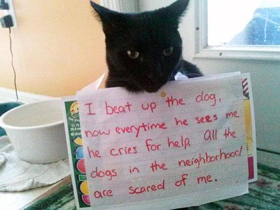 Photo of a black cat with slight airplane ears holding a sign that says:

I beat up the dog, now every time he sees me he cries for help. All the dogs in the neighborhood are scared of me.