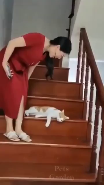Reverse video of a lady walking down the stairs as an orange and white cat slides down one step at a time. Because the video is backwards, it makes it look like the kitty is being dragged along by its butt each time the person takes a step backwards.