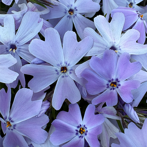 light purple flowers with five heart-shaped petals and a dark purple center