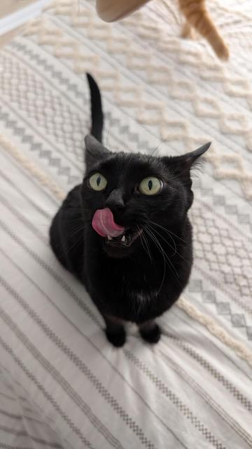 Photo by u/ProudnotLoud of their black cat licking its nose while sitting on a bed. The void kitty's ear are back to track an orange cat approaching from behind.